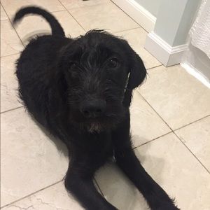 Meet your Posher, Holly